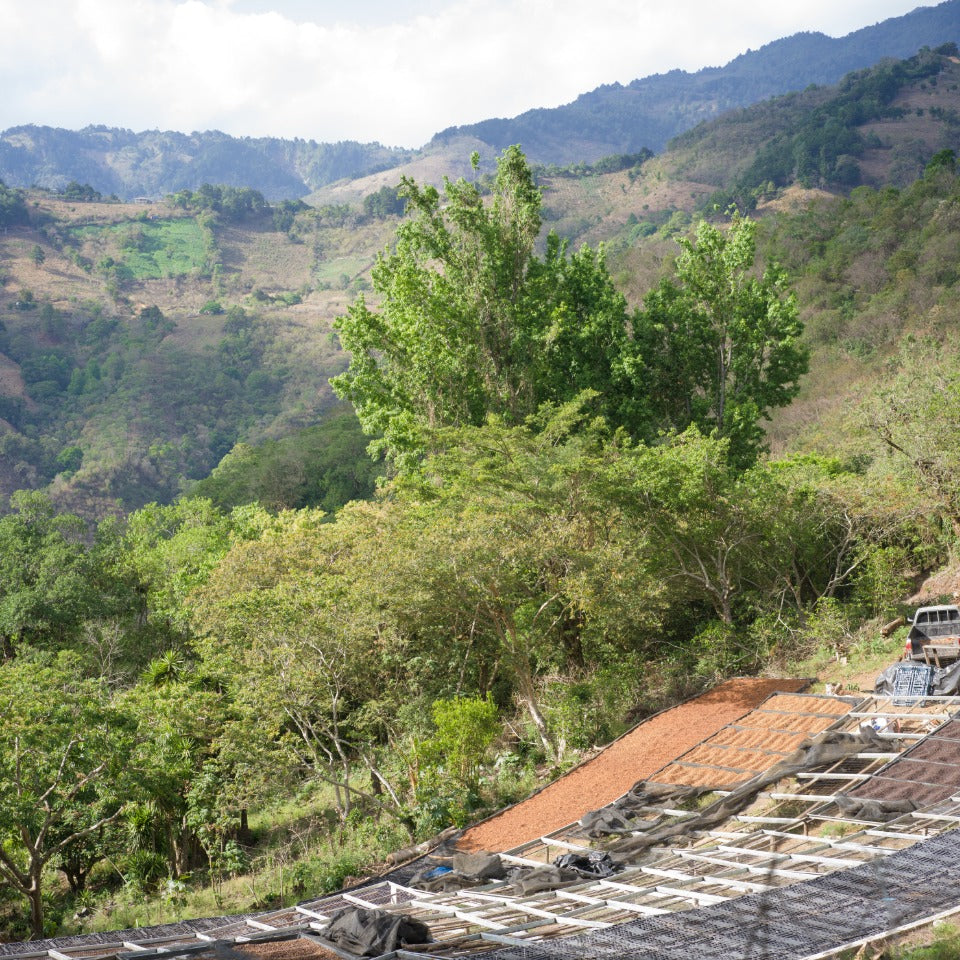 エルサルバドル トレス・ポソス農園 ゲイシャ ナチュラル