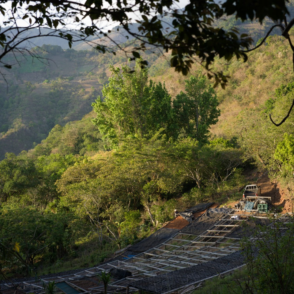 エルサルバドル トレス・ポソス農園 ゲイシャ ナチュラル