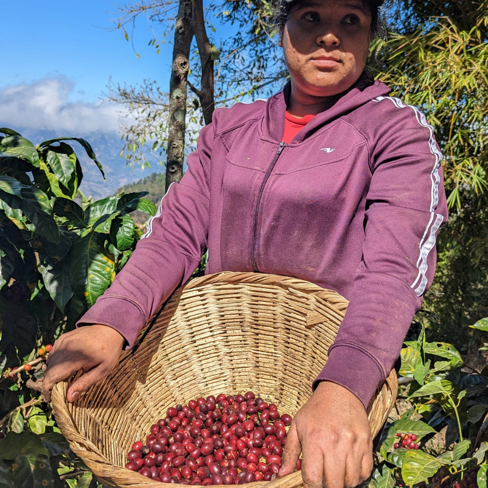 エルサルバドル トレス・ポソス農園 パカマラ ナチュラル