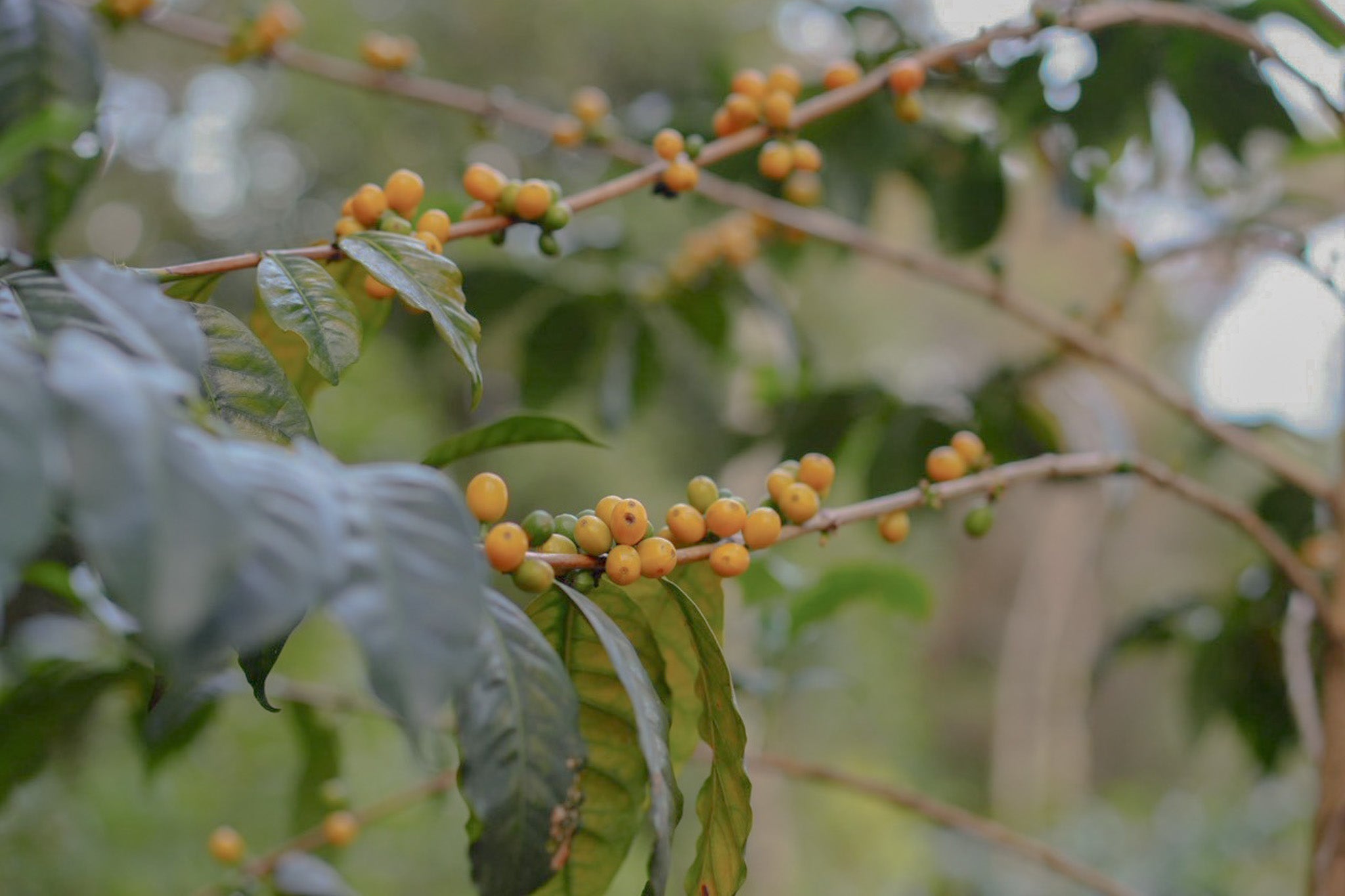 Learning and Sourcing Coffee in Colombia <Part3>