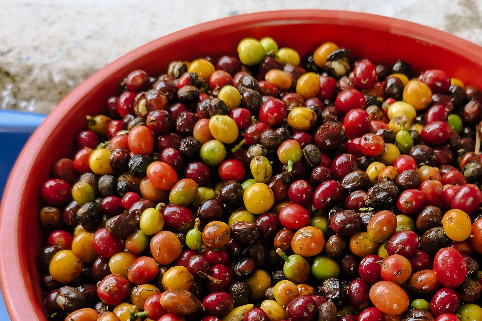 Learning and Sourcing Coffee in Colombia