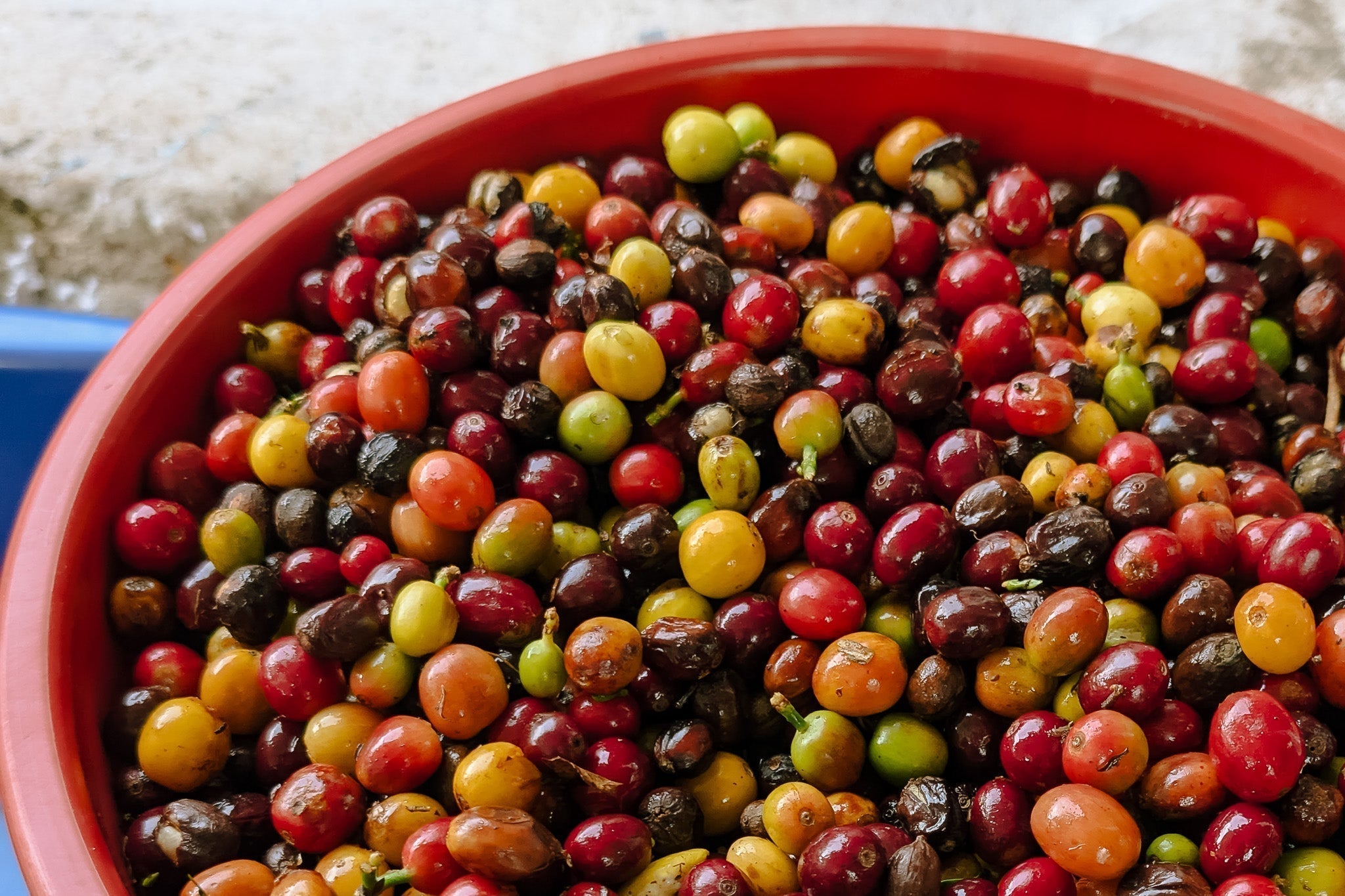 Learning and Sourcing Coffee in Colombia <Part1>