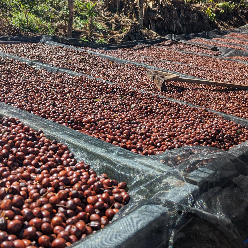 エルサルバドル トレス・ポソス農園 パカマラ種 アナエロビックナチュラル - 生豆