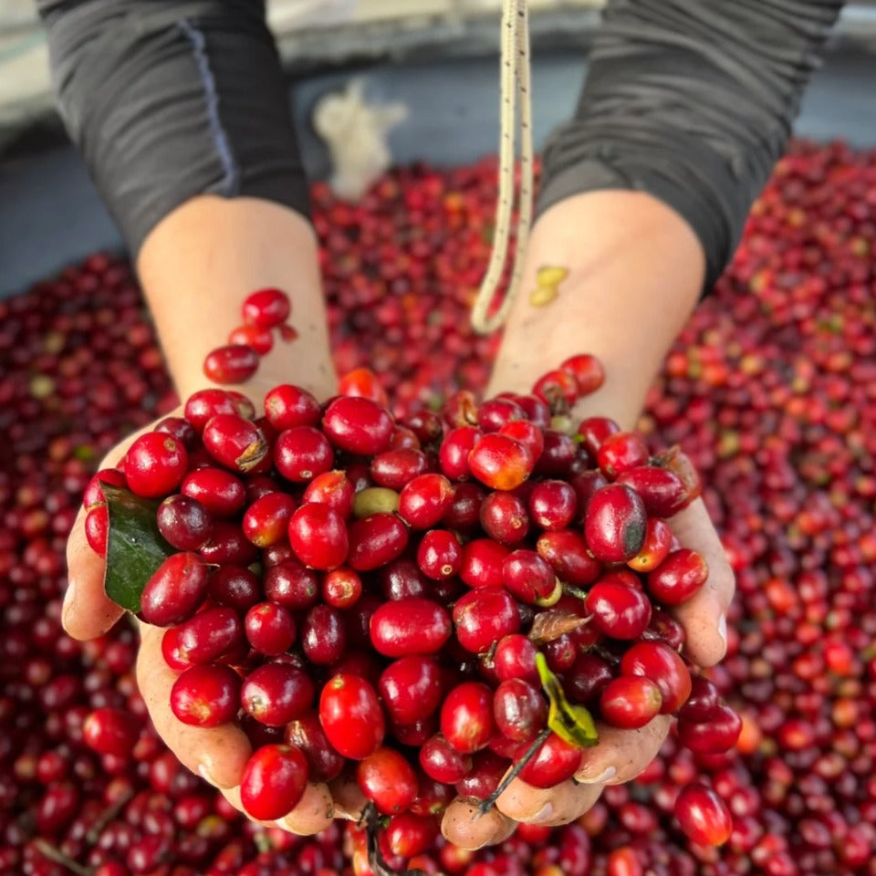 コロンビア セロ・アスール農園 ゲイシャ ナチュラル