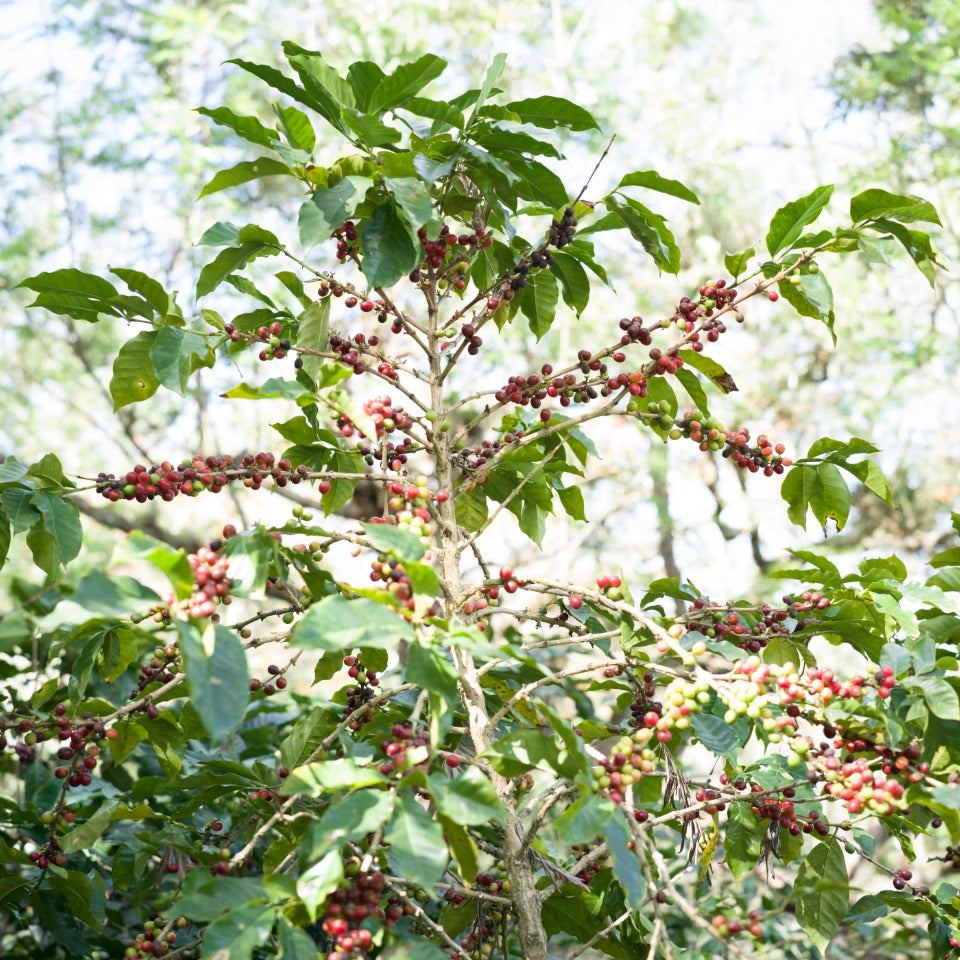 グアテマラ エル・コロリド ラクティック ナチュラル
