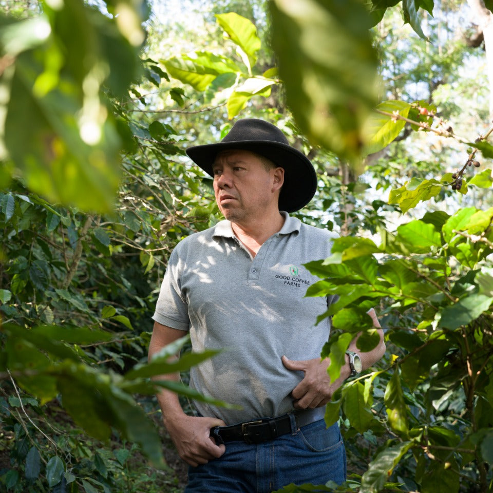グアテマラ エル・コロリド ラクティック ナチュラル