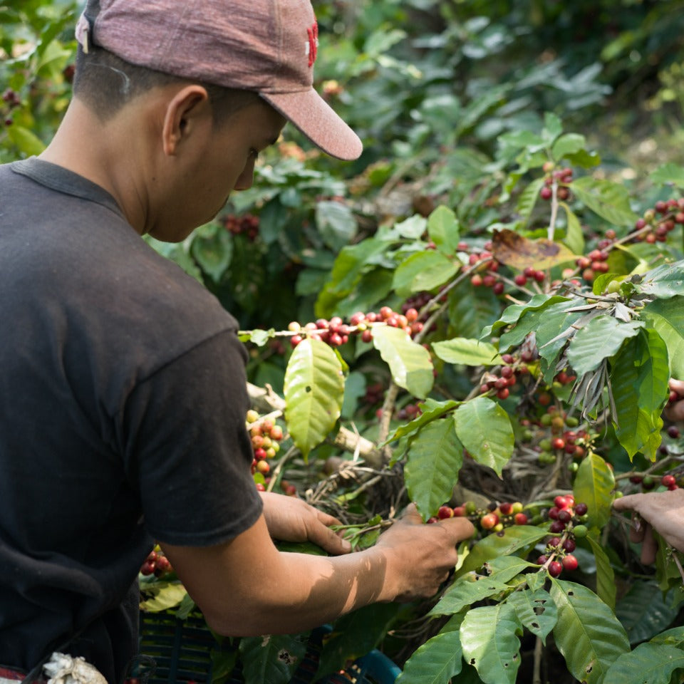グアテマラ エル・コロリド ラクティック ナチュラル