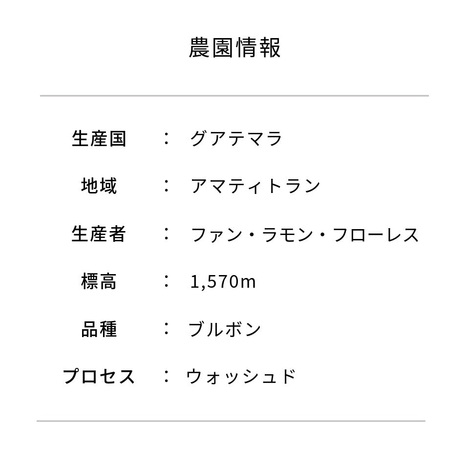 グアテマラ フロレンシア農園 ブルボン ウォッシュド