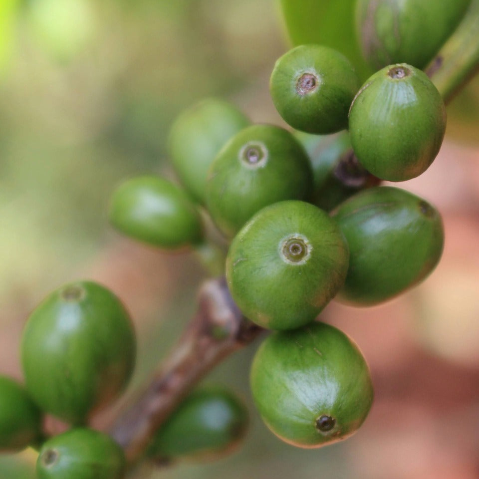 ケニア ガタイティ