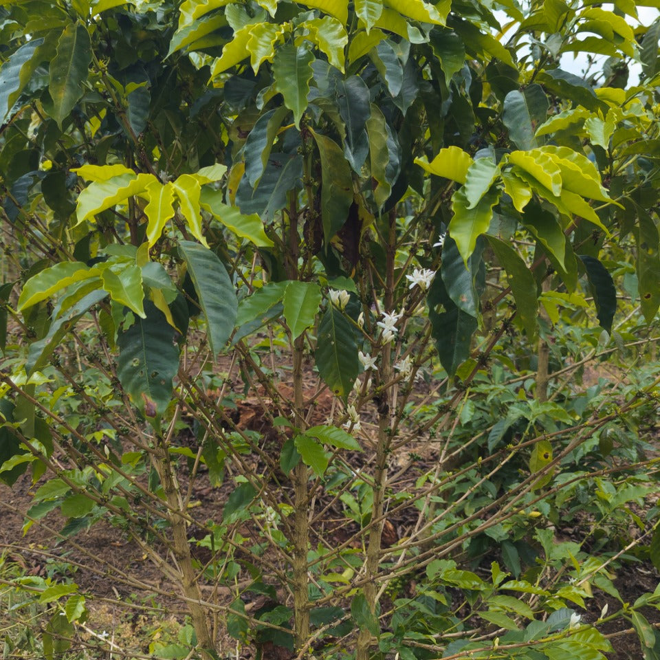 【3日間限定】イザベル農園 オークションロット 飲み比べイベント