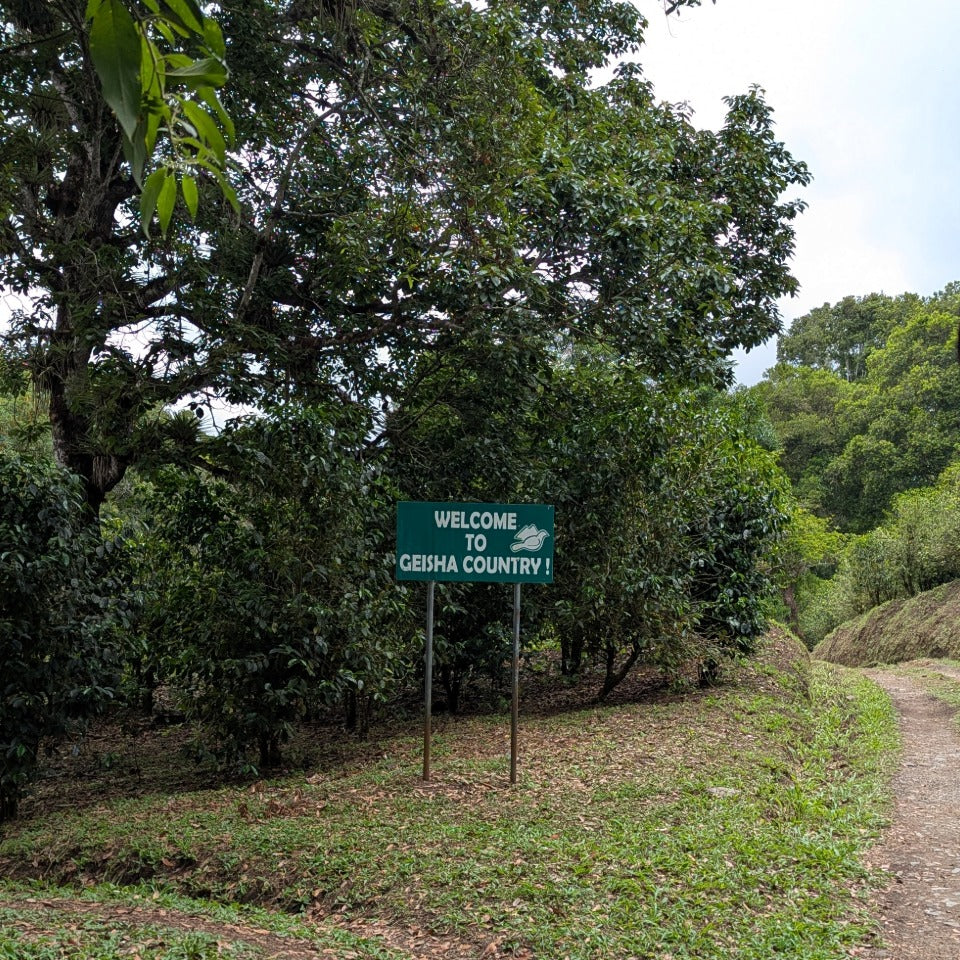 パナマ ジャンソン農園 ゲイシャ アナエロビック ナチュラル