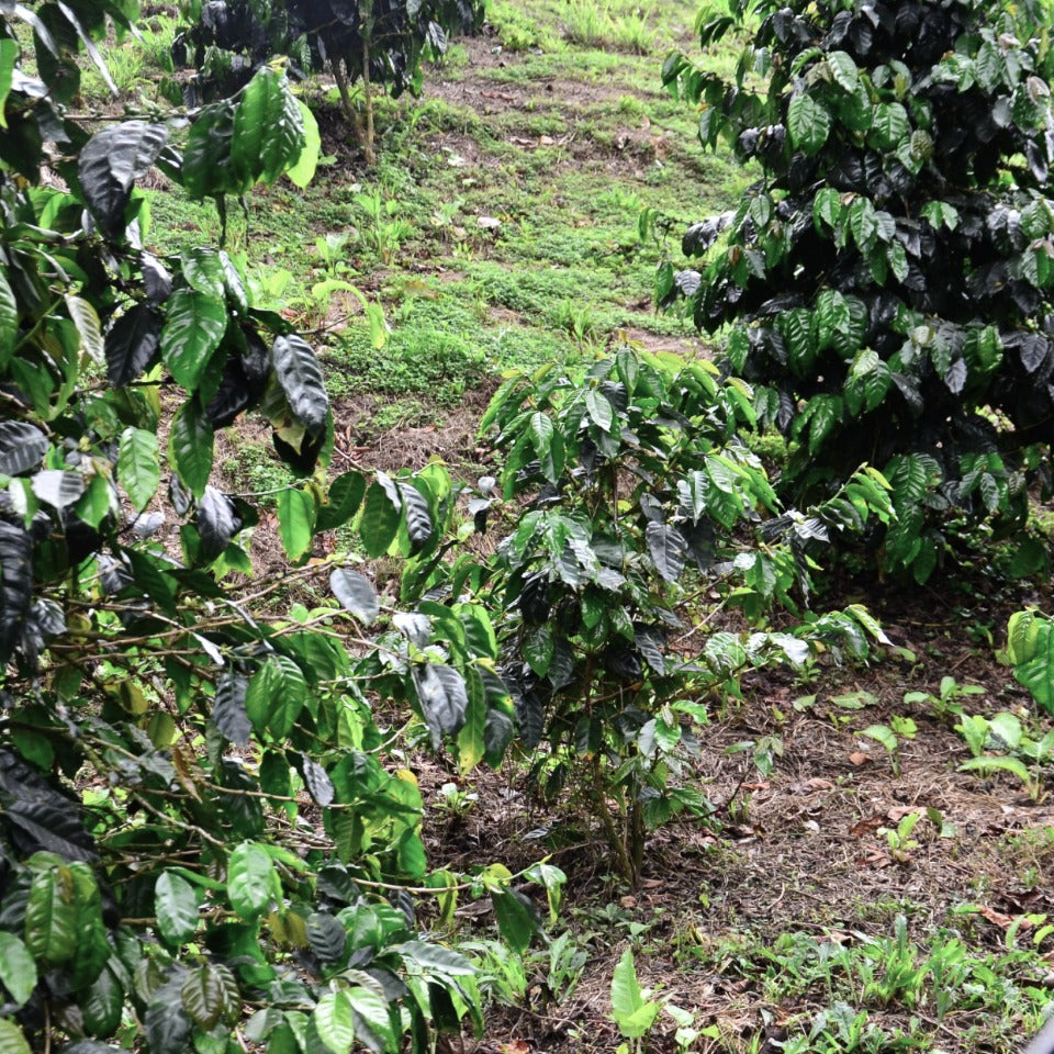 パナマ ジャンソン農園 ゲイシャ アナエロビック ナチュラル