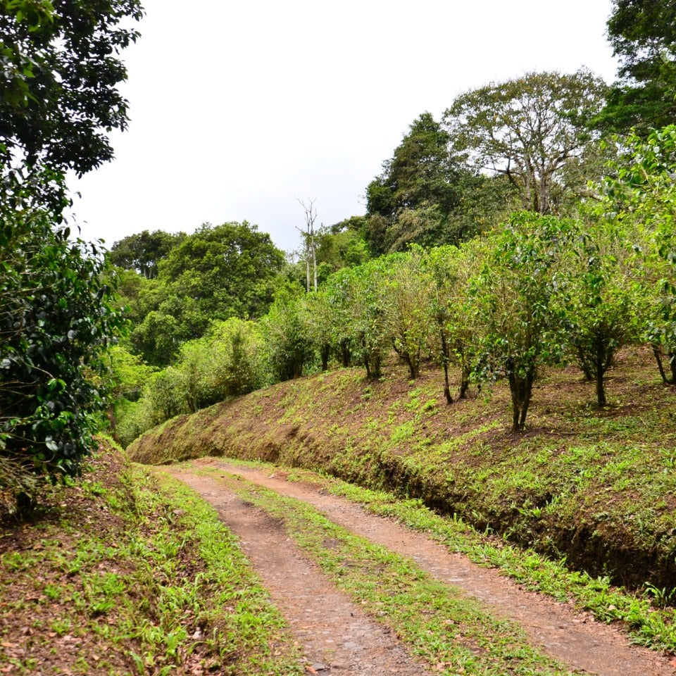 パナマ ジャンソン農園 ゲイシャ アナエロビック ナチュラル