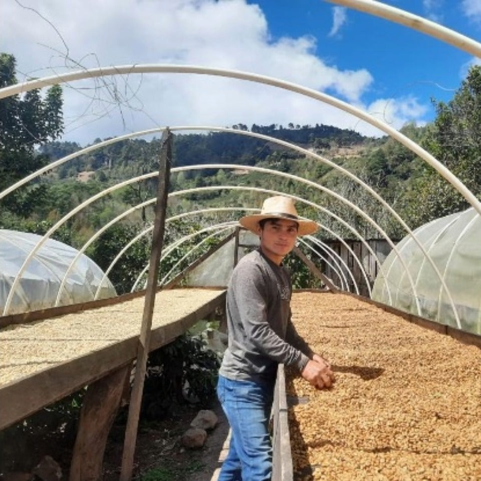 ホンジュラス ラ・ラハ農園 ティピカ ウォッシュド