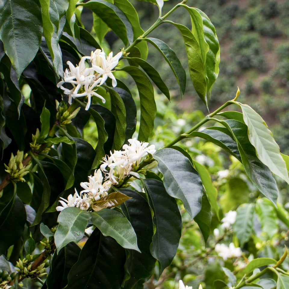 Copeau コポー 16点 盆踊り りんご飴 コーヒー等 Copeau コポー 16点 盆踊り りんご飴 コーヒー等 満月珈琲店のレシピ帖