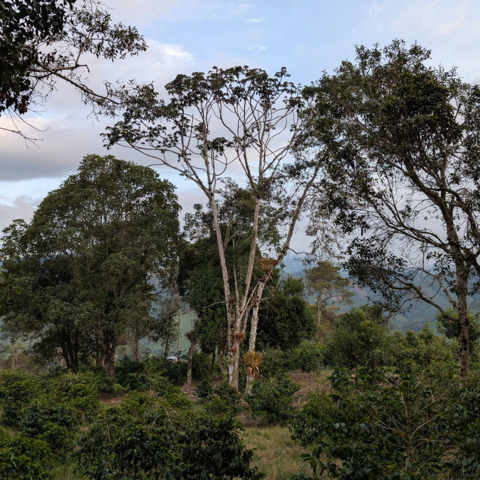 コロンビア ラ・ナチュラ農園 ウシュウシュ セレサ・ハニー