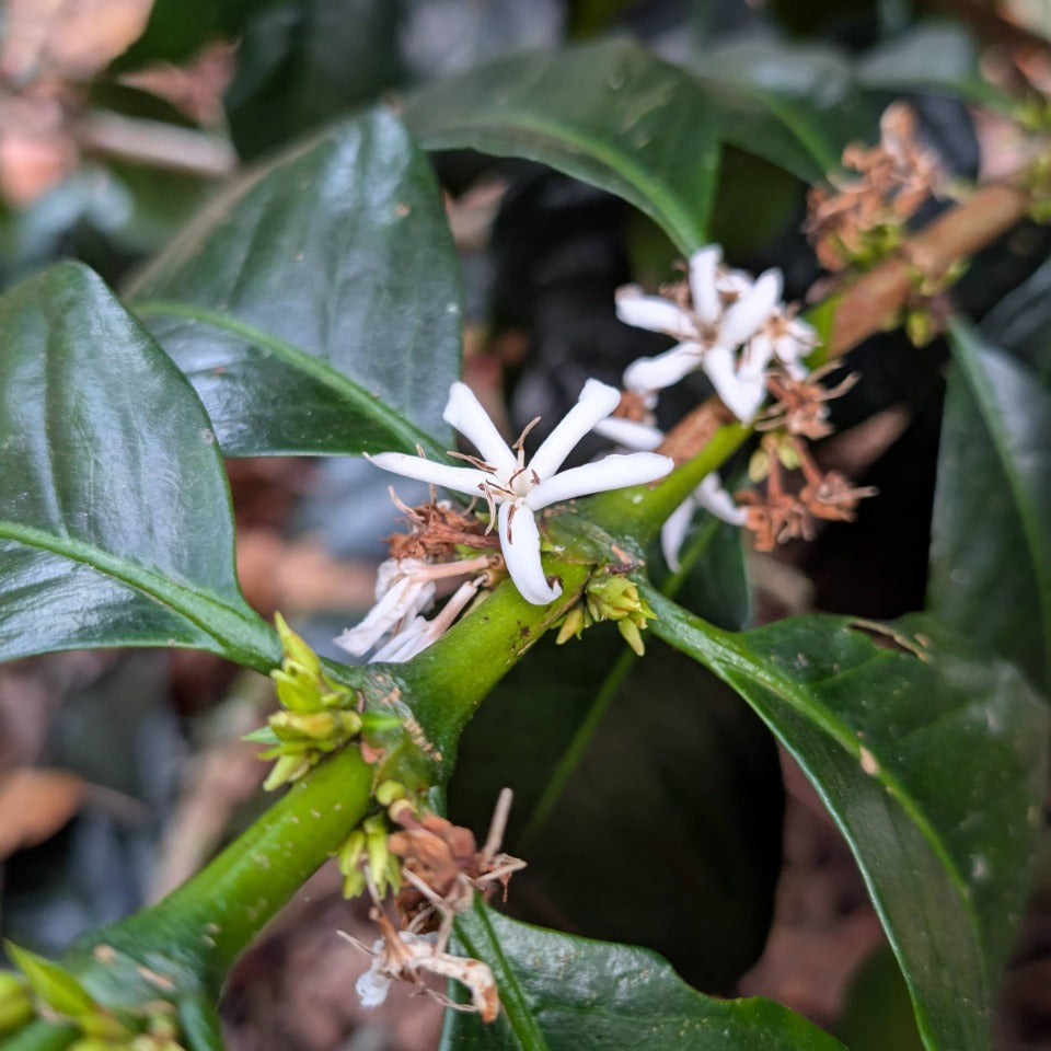 コロンビア ラ・ナチュラ農園 ウシュウシュ セレサ・ハニー