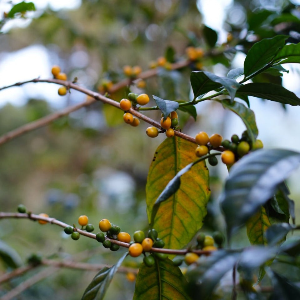 コロンビア ラ・ナチュラ農園 ウシュウシュ セレサ・ハニー