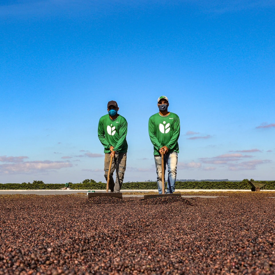 コーヒーバッグ「ブラジル M&F COFFEE アララ アナエロビック ナチュラル」