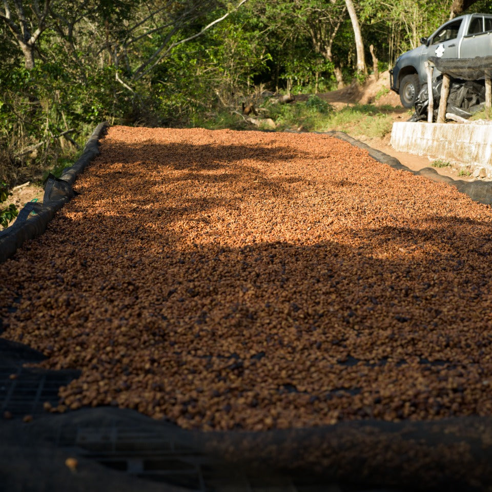 エルサルバドル トレス・ポソス農園 ゲイシャ ナチュラル
