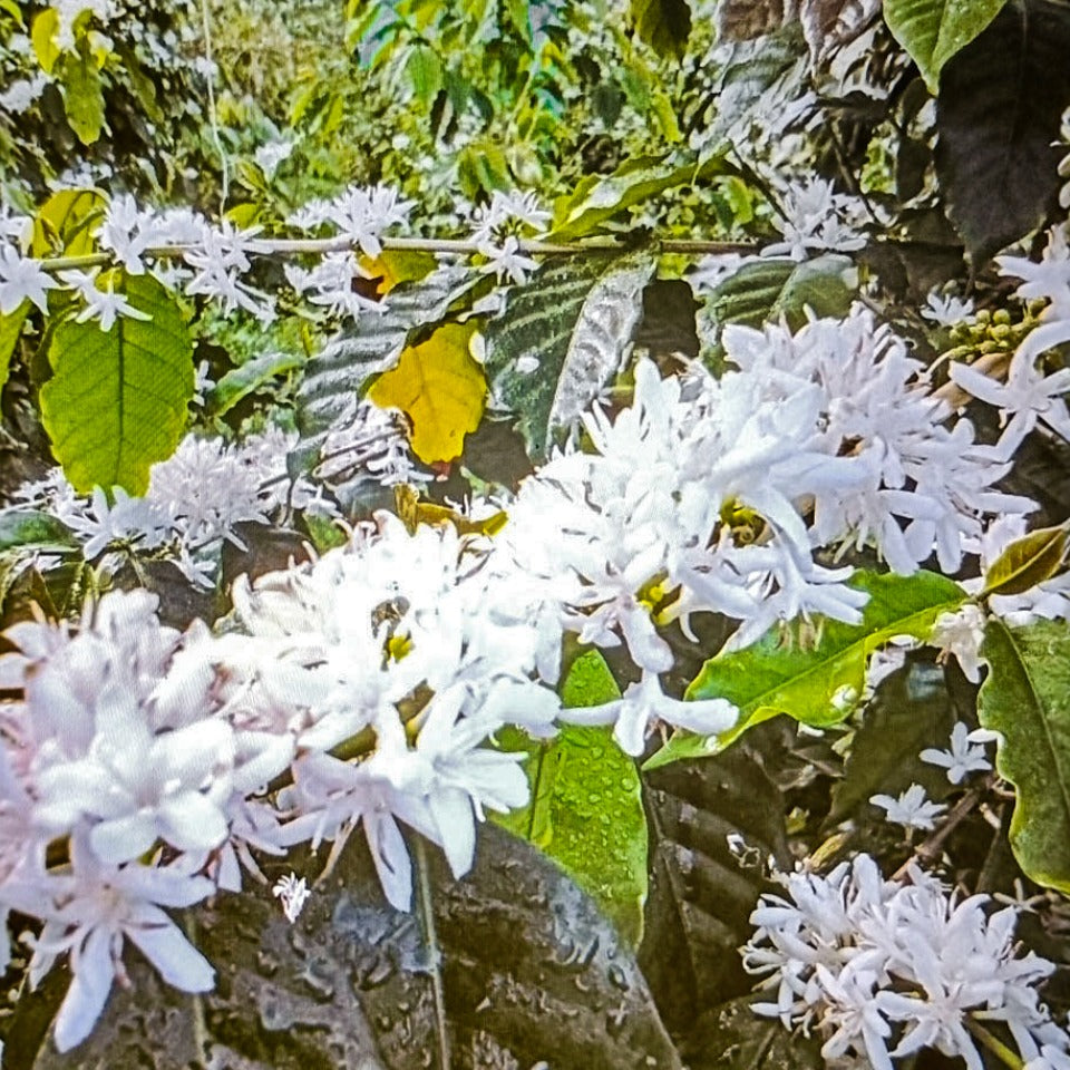 ★レギュラーコーヒー★計10個 台湾 ウェイシュ農園 SL34 ナチュラル（COE2025 #25）